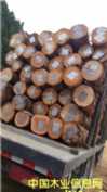 巴西�M口桉木木皮芯板、板材、原木